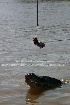 水面にいるワニの目の前につりさげられた肉の塊
