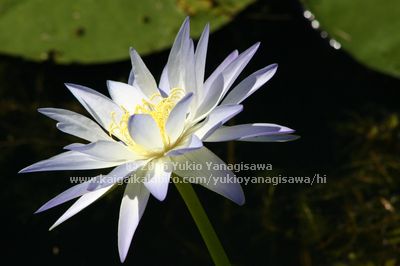 白い蓮の花 白い蓮の花