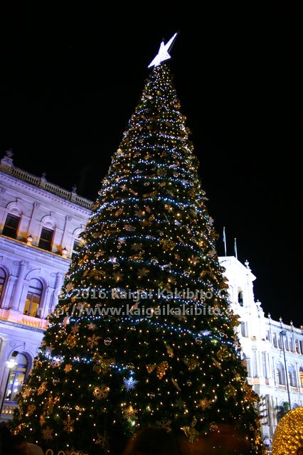 オーストラリアの夜間のクリスマスツリー