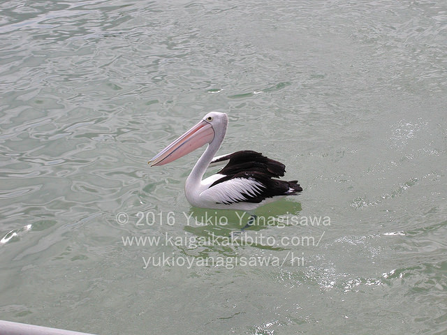 ペリカン