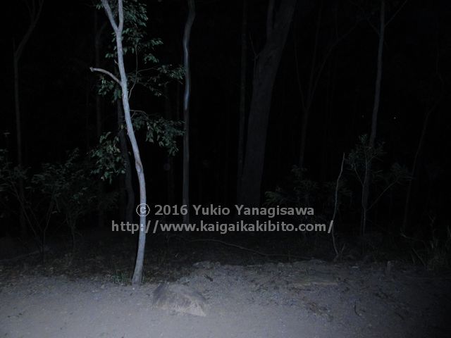 マウントクーサのハニーイータートラックのベンチからの眺め