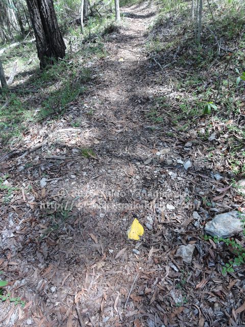 マウントグラバットの名もなき登山道の黄色いペンキ