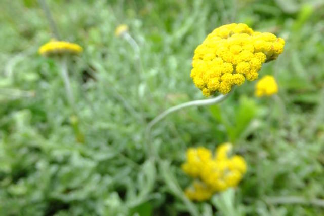 トランスカイの大地に咲くンペポの花