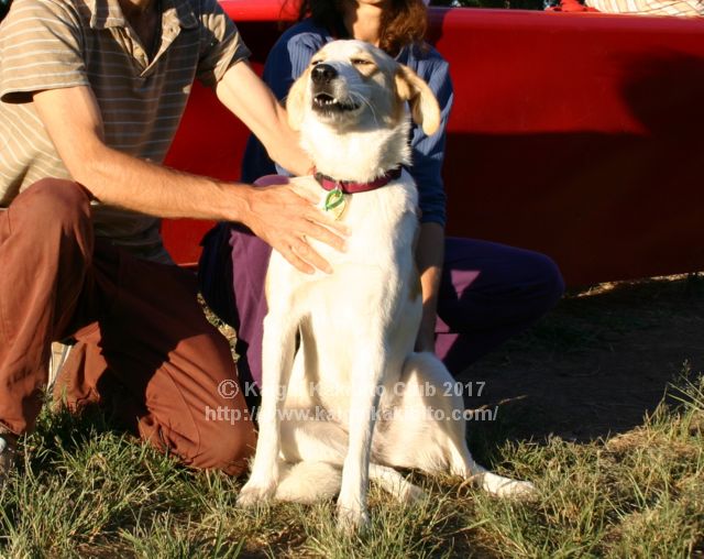 犬