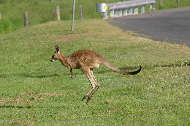 カンガルー
