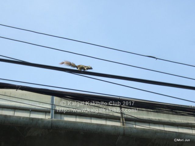 電線を走るリス