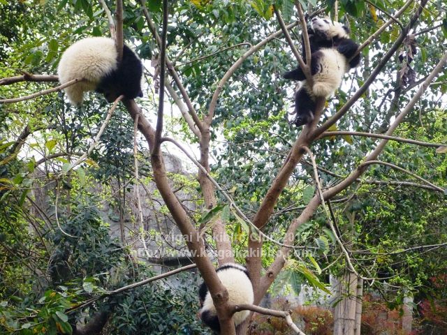 ジャイアントパンダ