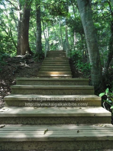 高尾山いろはの森コースの階段