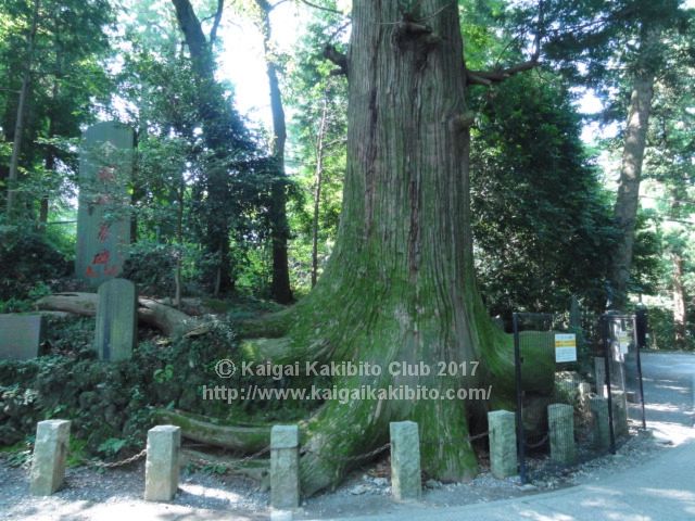 高尾山1号路たこ杉
