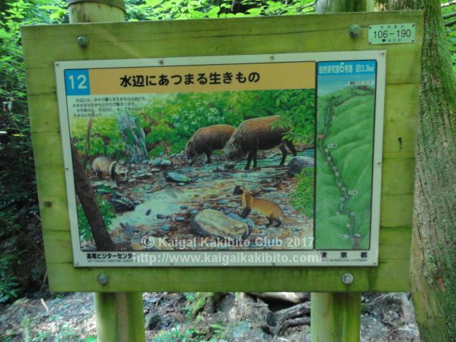 高尾山6号路　いのししの看板