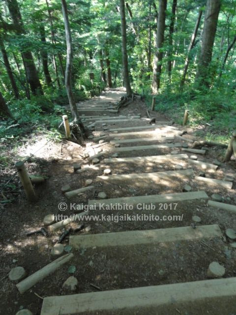 高尾山6号路の階段を上から見たところ