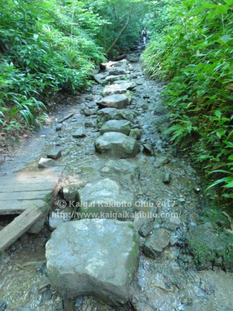 高尾山6号路　飛び石