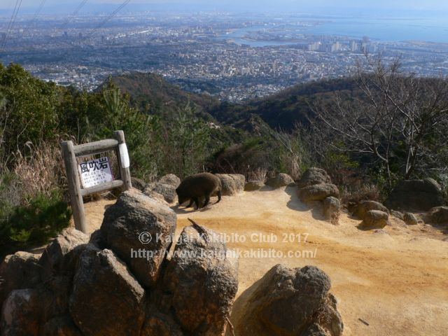 六甲山のイノシシ