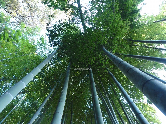 明月院