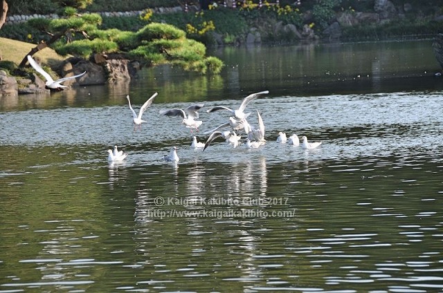 清澄庭園