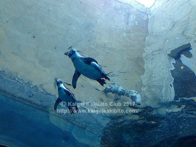 旭山動物園
