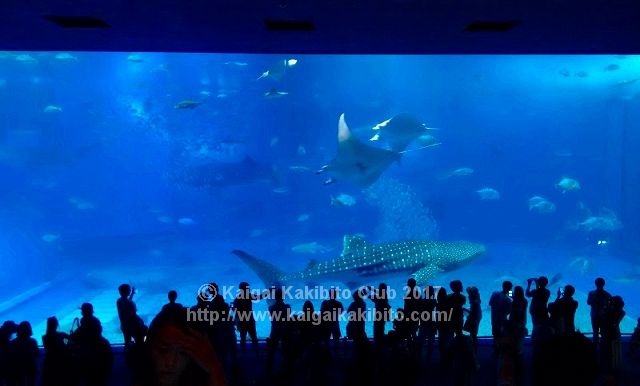 美ら海水族館