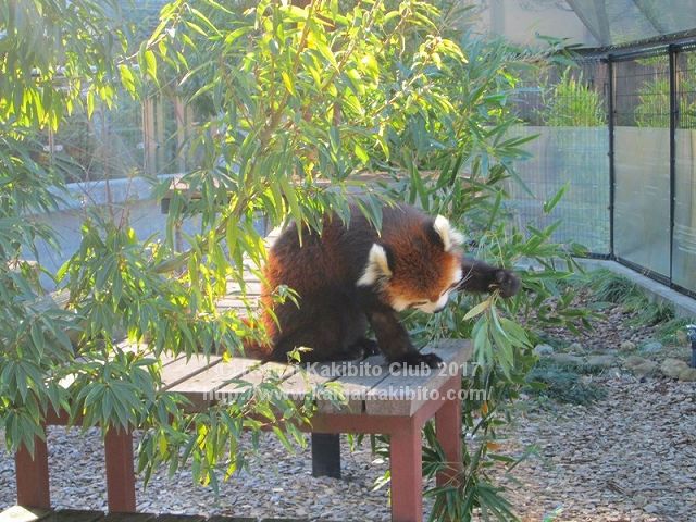 日本平動物園