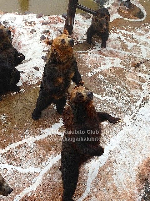 のぼりべつクマ牧場