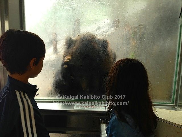 のぼりべつクマ牧場