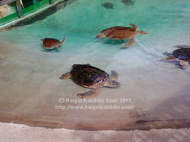 新江ノ島水族館