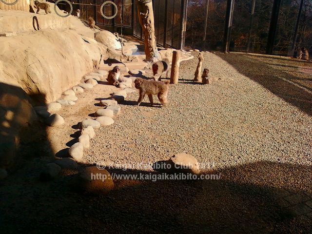 高尾山さる園