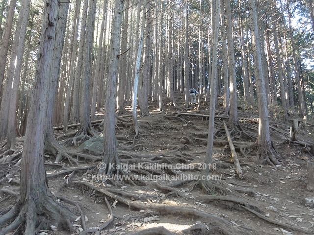 陣馬山新登山道の急坂