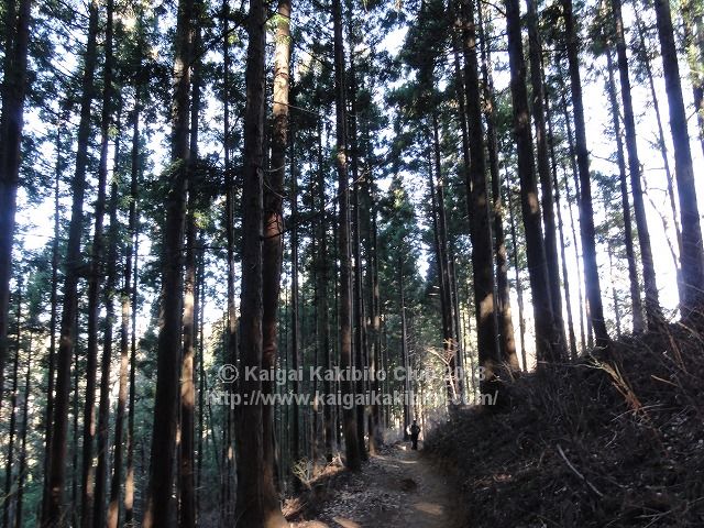 小仏城山から景信山への杉林