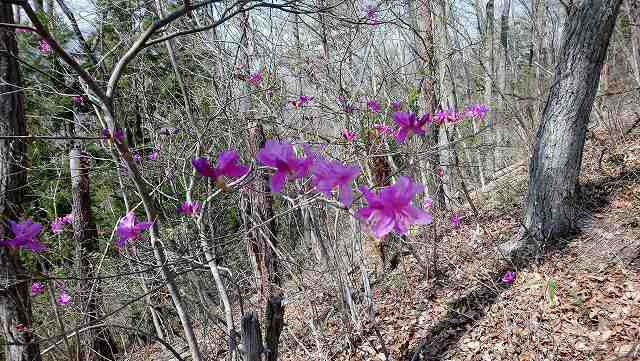 御前山から菊花山への登山道