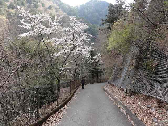 寸又峡「夢の吊り橋」の先。寸又峡プロムナードコース