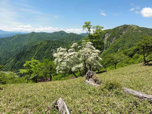 塔ノ岳から丹沢山への尾根筋からの眺め
