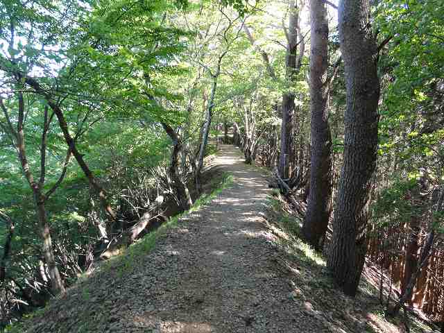 大倉尾根の尾根筋