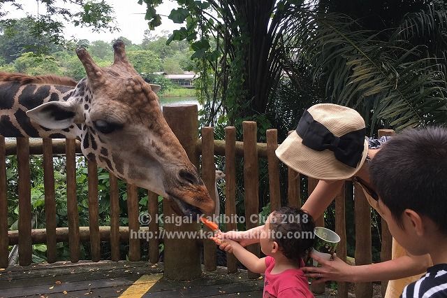 シンガポール動物園