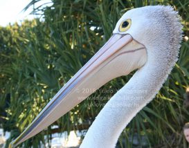 ペリカンの横顔
