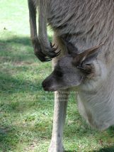 カンガルーの赤ちゃん