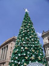 オーストラリアのクリスマスツリー