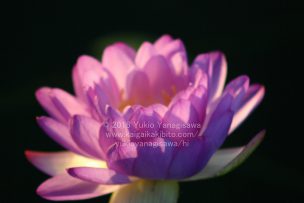 紫の蓮の花