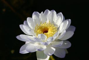 白い蓮の花