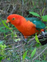 マウントクーサの鳥