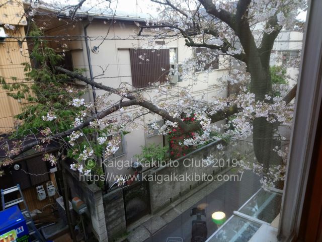 桜館の桜