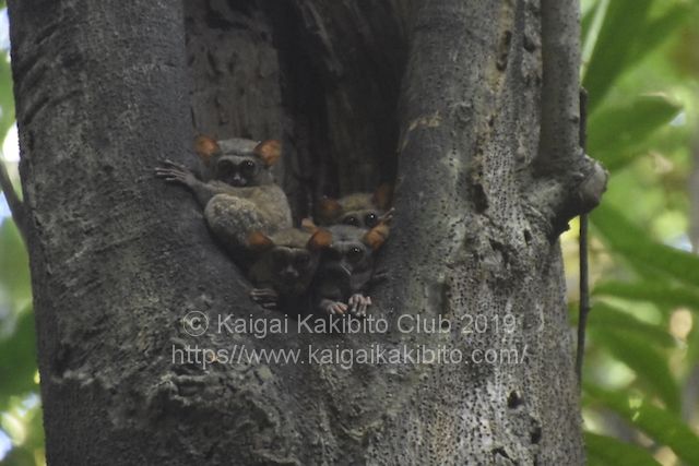 インドネシアのタンココ国立公園