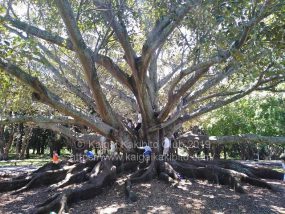 ニュージーランドの公園の大きな木