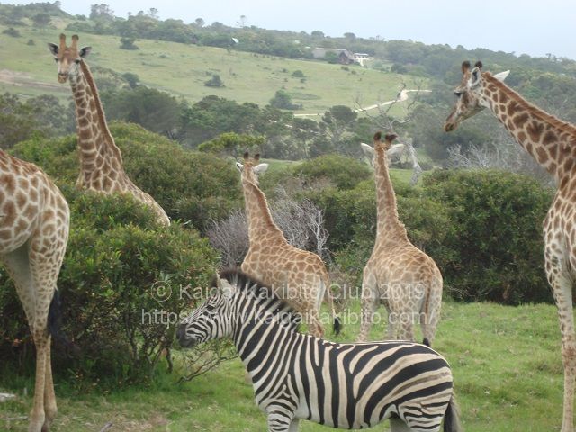 南アフリカのサファリ