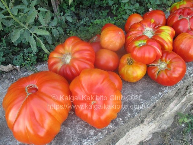画像に alt 属性が指定されていません。ファイル名: italy-tomato-sauce12.jpg
