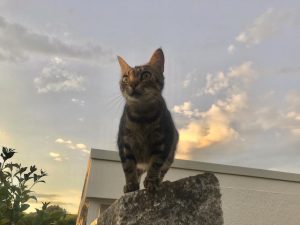 ネコ