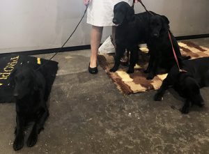 ヨーロピアン・ドッグ・ショー・パリの様子