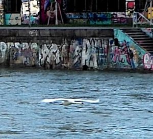 ドナウ運河周辺の景色