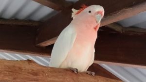 キュランダバードワールドの鳥