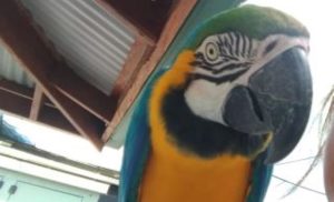 コンゴウインコ