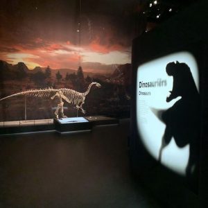 「ナチュラリス」 の展示